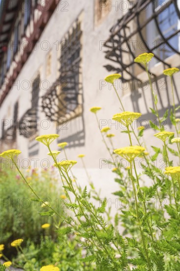 Yellow flowers in the summer sun in front of an old wall and gothic window decorations, event and wedding location Lorch Monastery, Lorch, Germany