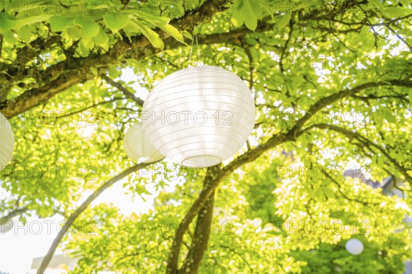 Paper lantern on a tree in the summer sunshine in the garden, event and wedding location Kloster Lorch, Lorch, Germany