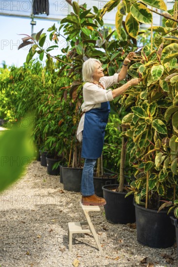 Senior woman gardener caring for plants while standing on a stepladder inside a greenhouse, enjoying her passion for horticulture