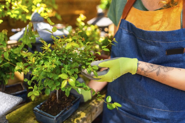 Gardener wearing gloves taking care of a small bonsai tree in a garden center, gardening and plant care concept