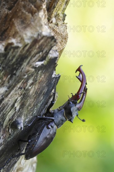 Fascinating stag beetle (Lucanus cervus), insect of the year 2012, June, Saxony, Germany