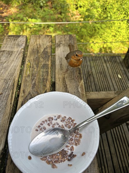A bird sits next to a bowl of cereal on an outdoor wooden table, camping, Trust, Cornwall, England, United Kingdom