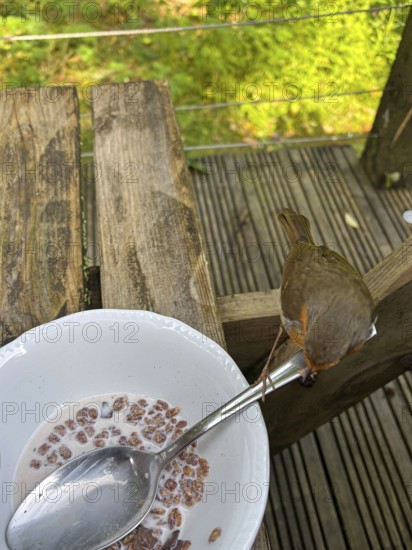 A robin sits next to a bowl of cereal on an outdoor wooden table, camping, Trust, Cornwall, England, United Kingdom