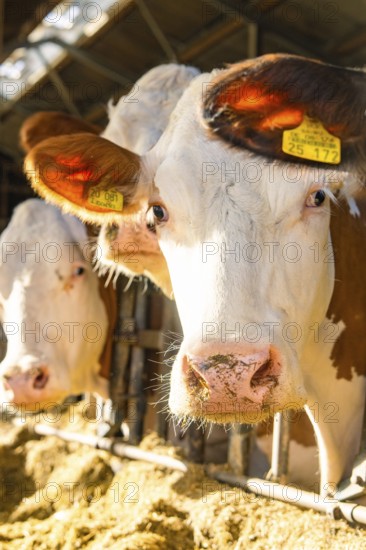 Close-up of cows in the barn in the sunshine, tagged with ear tags