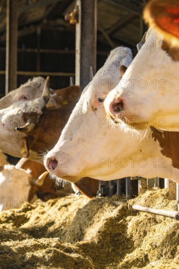 Cows in the barn eating hay, illuminated by soft light