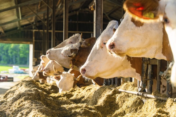 Row of cows in the barn with green landscape in the background