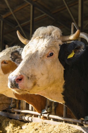 Two cows with horns and sunlight in the barn