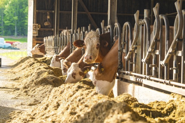 Row of cows in the barn with a view of brightly lit grounds