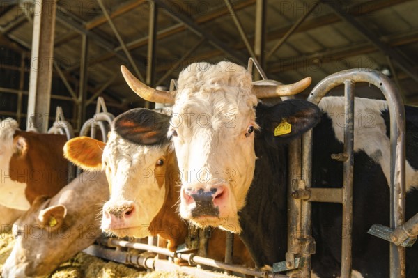 Two cows next to each other at the gate in the light-coloured barn