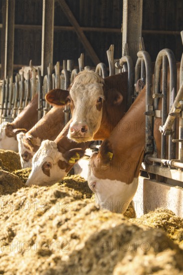 Brown cows eat in rows in a spacious barn