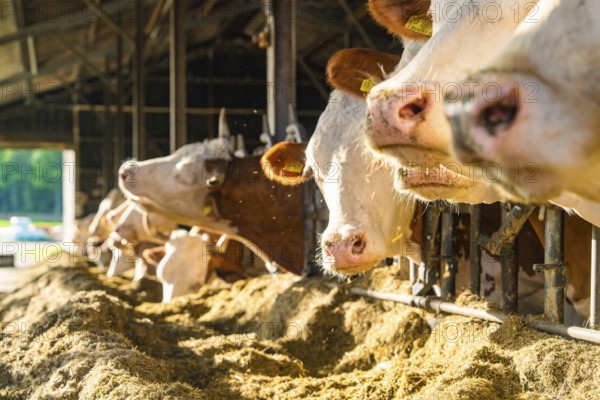 Several cows in the barn eating in a row at the feeding trough