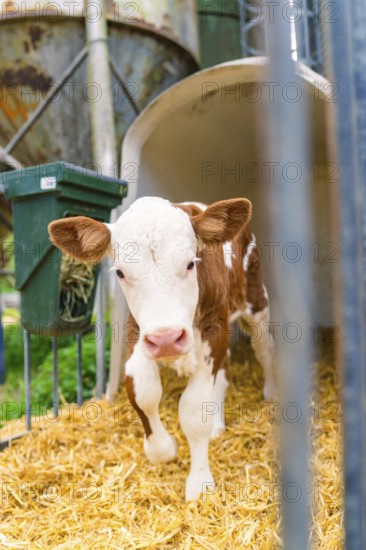 Curious calf in the barn on straw stands in front of the gate