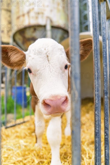 Close-up of calf behind bars, looking curiously outside
