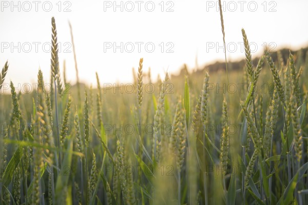 A wheat field radiating peace in the soft morning light, Gechingen, Black Forest, Germany