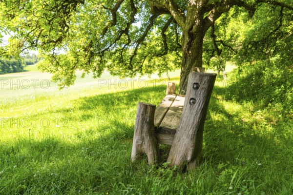Wooden bench under tree with view of wide green landscape and shade, Gechingen, Black Forest, Germany