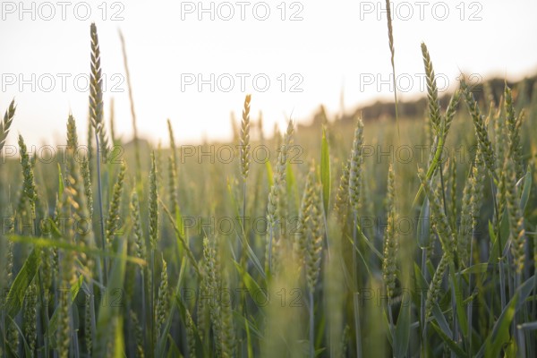 A wheat field with soft sunlight at dawn, Gechingen, Black Forest, Germany