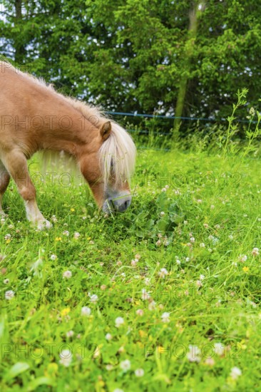 Beige pony eating grass on a green meadow outdoors, Gechingen, Black Forest, Germany