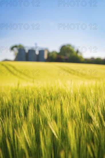 A flowering grass field under a clear blue sky, Gechingen, Black Forest, Germany