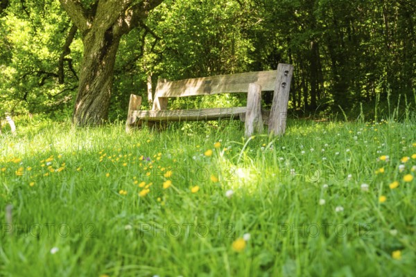 Wooden bench in a blooming meadow, surrounded by trees and flowers, Gechingen, Black Forest, Germany
