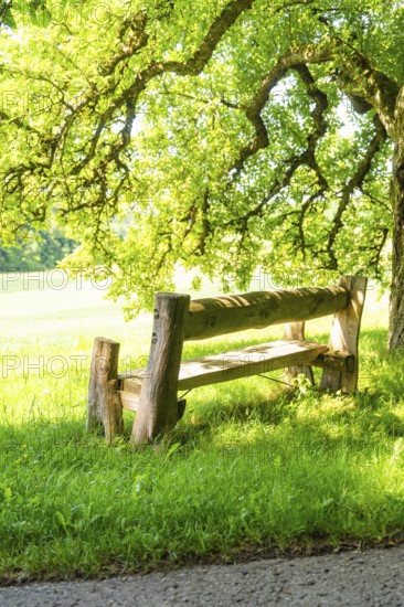 A rustic wooden bench under a large shady tree, Gechingen, Black Forest, Germany