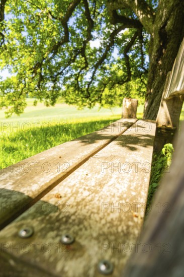 Close-up of a wooden bench under a tree, surrounded by greenery, Gechingen, Black Forest, Germany