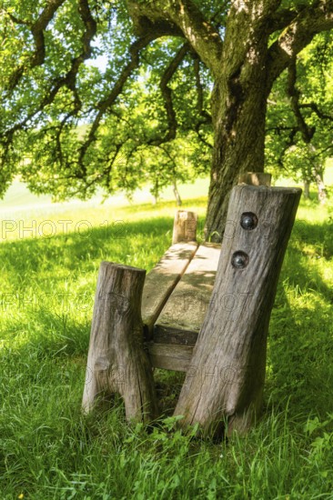 Rustic wooden bench stands under a tree on a grassy meadow in the shade, Gechingen, Black Forest, Germany