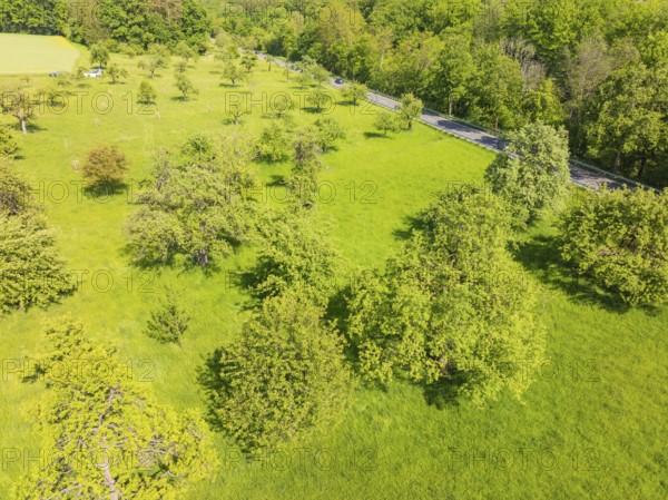 Green meadow with trees along a road in the countryside, orchards, compensation project for Hermann Hesse railway to promote endangered species, Althengstett, Germany
