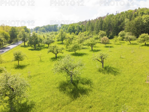Sunny orchard with flowering trees in fresh green, orchards, compensation project for Hermann Hesse railway to promote endangered species, Althengstett, Germany