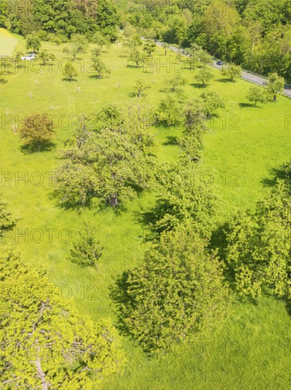 Green meadow with trees in a natural spring landscape, orchards, compensation project for Hermann Hesse railway to promote endangered species, Althengstett, Germany