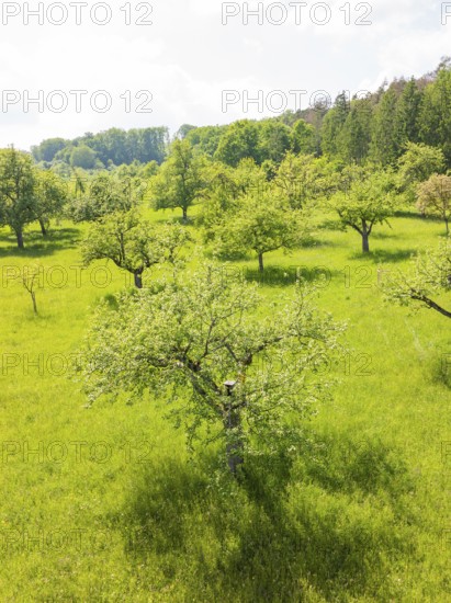 Flowering fruit trees on a green meadow in sunny weather, orchards, compensation project for Hermann Hesse railway to promote endangered species, Althengstett, Germany
