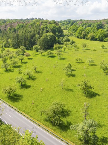 Sunny meadow with flowering trees and forest in the background, orchards, compensation project for Hermann Hesse railway to promote endangered species, Althengstett, Germany