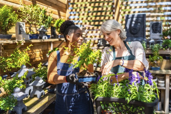 Two female garden center workers taking care of a bonsai tree and other plants in a sunny greenhouse
