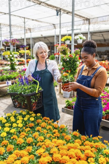 Two women working in a garden center are choosing marigold flowers and putting them in a basket
