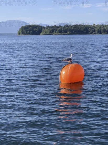 Seagull sitting on a buoy in Lake Starnberg, Bavaria, Germany