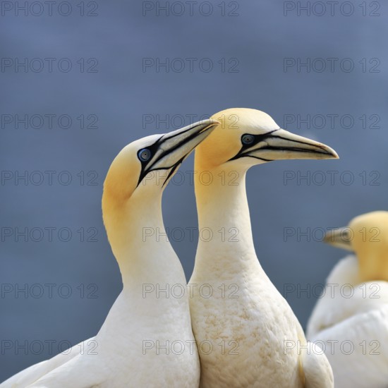 Gannet (Morus bassanus), pair, bird cliffs, Heligoland Island, Schleswig-Holstein, Germany