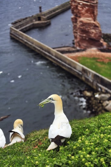 Northern gannet (Morus bassanus) with nesting material in its beak, bird cliffs, Heligoland Island, Schleswig-Holstein, Germany