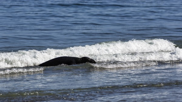 Grey seal (Halichoerus grypus) swimming, surf, Helgoland dune, Helgoland Island, Schleswig-Holstein, Germany