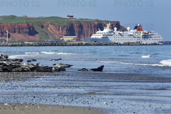 Grey seals (Halichoerus grypus) lying on the beach of the Heligoland dune, cruise ship in front of cliffs, mass tourism, Heligoland, North Sea, Schleswig-Holstein, Germany