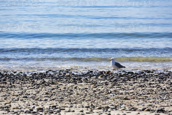 Single seagull on the beach of the Helgoländer Düne, Helgoland, North Sea, Schleswig-Holstein, Germany