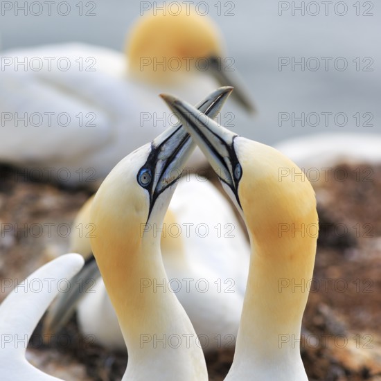 Gannet (Morus bassanus), pair courtship display, bird cliffs, Heligoland Island, North Sea, Schleswig-Holstein, Germany