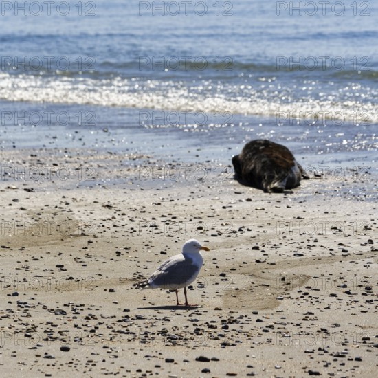 Seagull and grey seal (Halichoerus grypus) on the beach, Heligoland, North Sea, Schleswig-Holstein, Germany