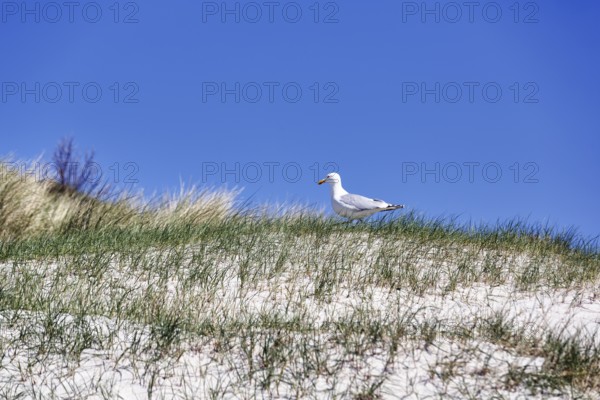 Single seagull on a dune, blue sky, Heligoland Island, Schleswig-Holstein, Germany