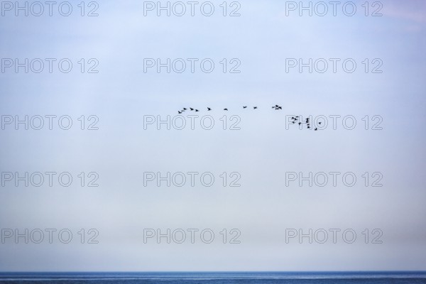 Flock of birds over the sea, halo in the sky, bird cliffs, Heligoland Island, Schleswig-Holstein, Germany