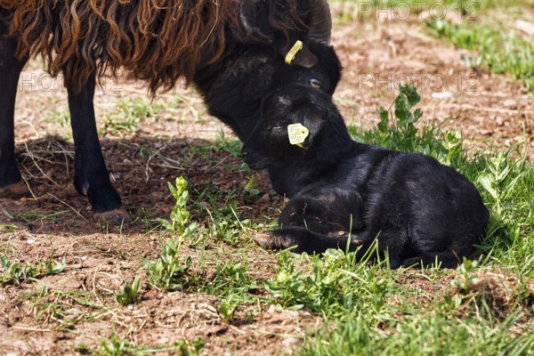 Black sheep, lamb with dam, Helgoland, Schleswig-Holstein, Germany