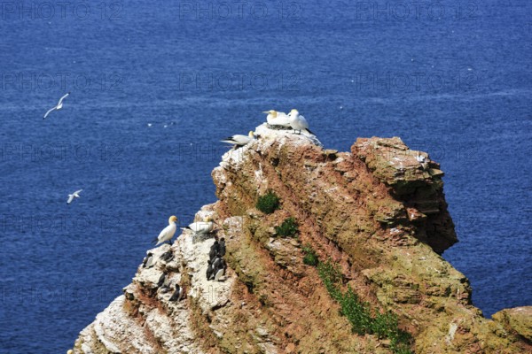Northern gannets (Morus bassanus) and common guillemots (uria aalge) on bird cliffs, Heligoland Island, Schleswig-Holstein, Germany