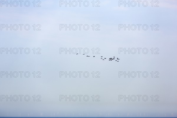 Flock of birds over the sea, wind turbine in the haze, Heligoland Island, Schleswig-Holstein, Germany