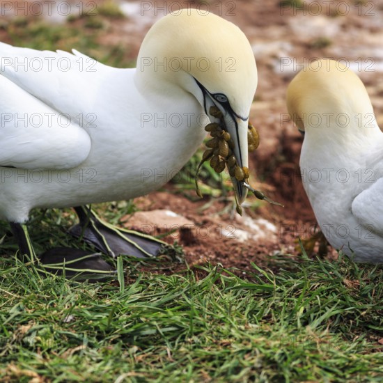 Northern gannet (Morus bassanus), pair building a nest, bird cliffs, Heligoland Island, Schleswig-Holstein, Germany