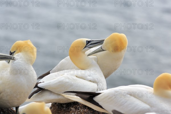Gannet (Morus bassanus), pair courtship display, bird cliffs, Heligoland Island, Schleswig-Holstein, Germany