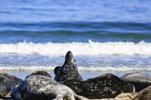 Grey seals (Halichoerus grypus) lying on the beach, dune, Helgoland Island, North Sea, Schleswig-Holstein, Germany