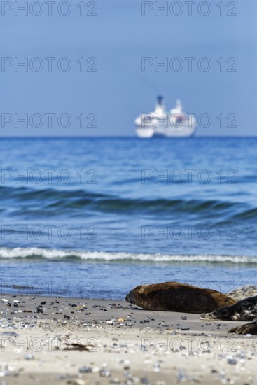 Grey seals (Halichoerus grypus) lying on the beach, cruise ship on the horizon, dune, Heligoland Island, North Sea, Schleswig-Holstein, Germany